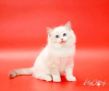 Katy Cattery