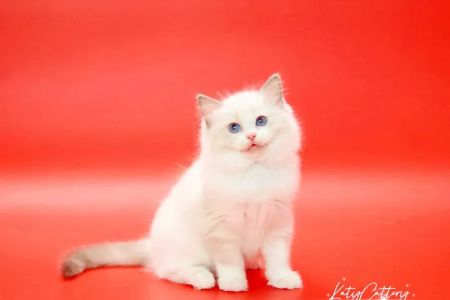 Katy Cattery