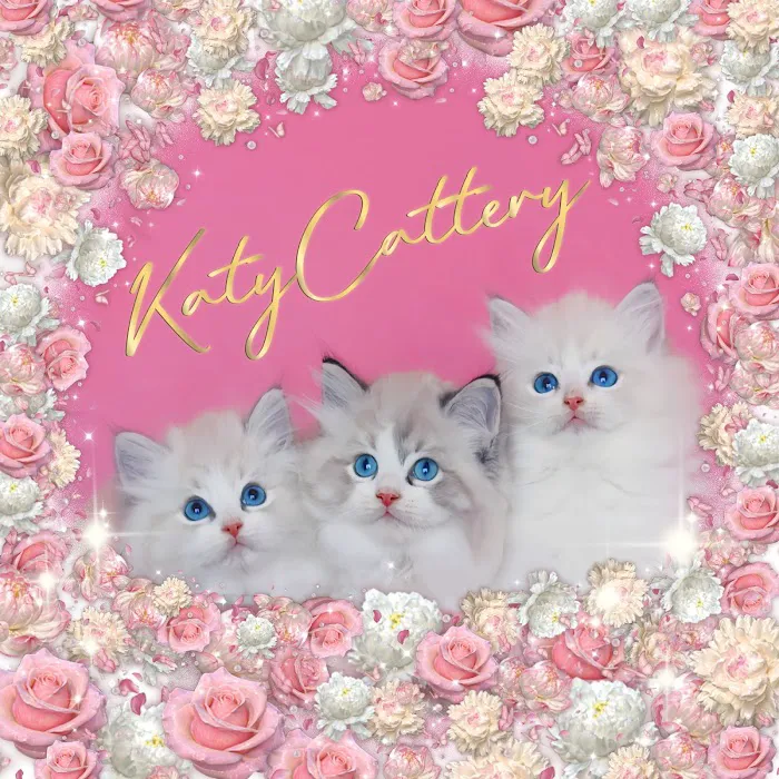 Katy Cattery 12