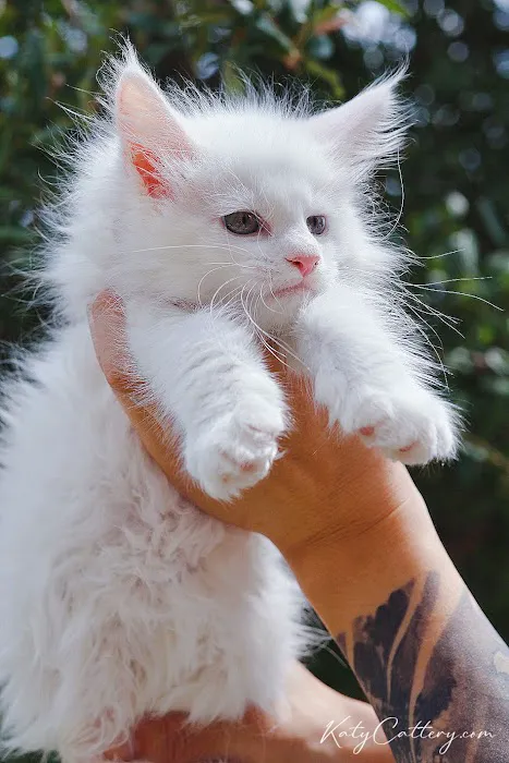 Katy Cattery 12