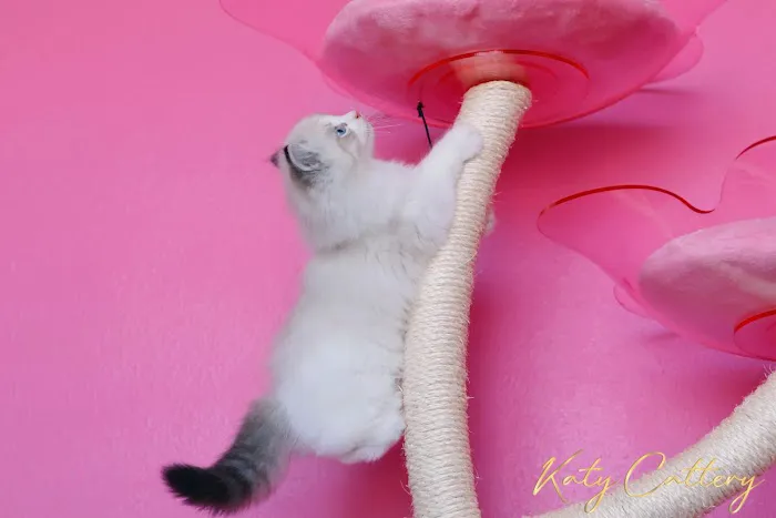 Katy Cattery 12