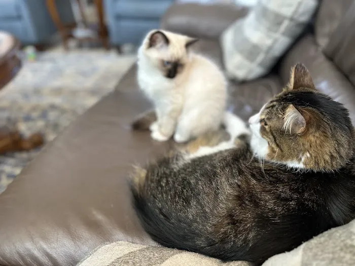 Katy Cattery 12