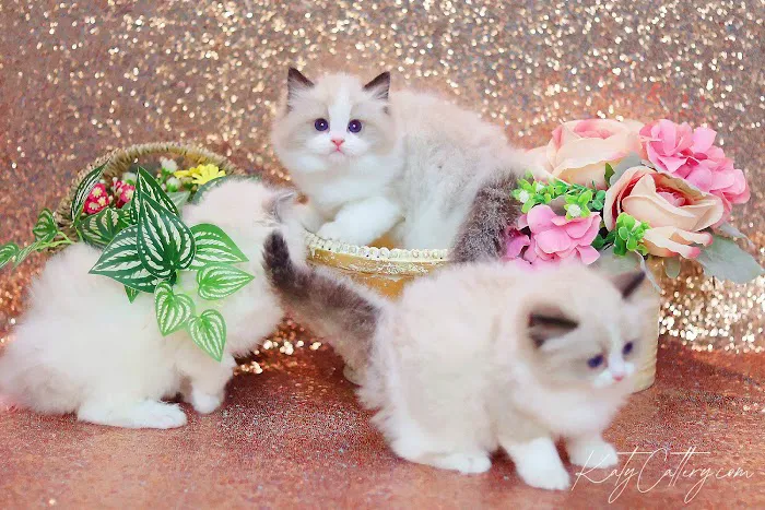 Katy Cattery 12