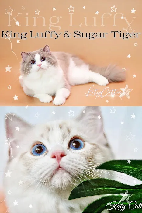 Katy Cattery 12
