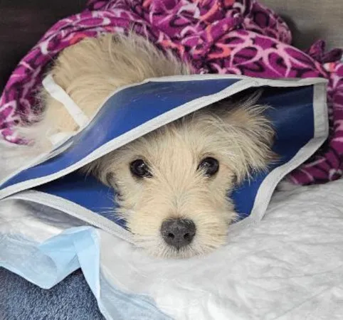 All Pets Animal Hospital & 24 Hour Emergency Care 12