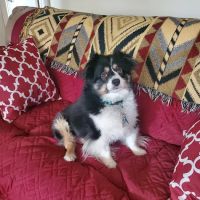 Old Town Animal Hospital ico