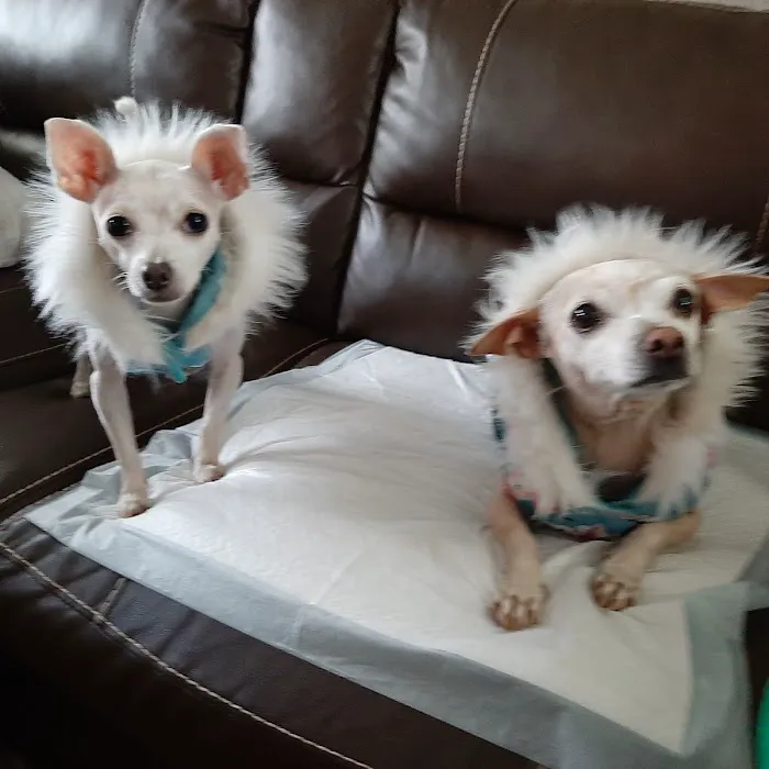 Old Town Animal Hospital 12