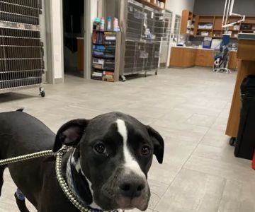 Veterinary Emergency Group