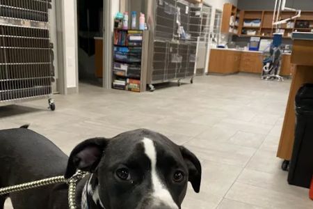 Veterinary Emergency Group