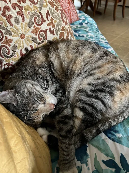 Cinco Ranch Veterinary Hospital 9