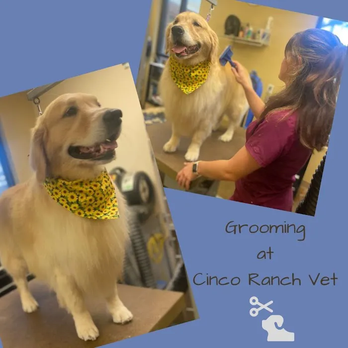 Cinco Ranch Veterinary Hospital 8