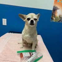 Grand Westheimer Animal Hospital ico