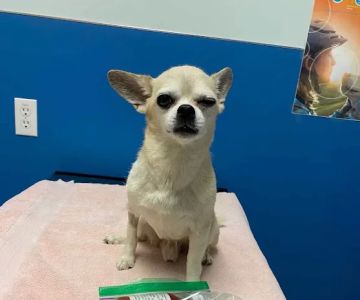 Grand Westheimer Animal Hospital