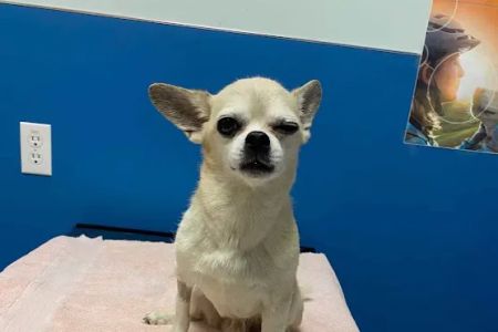 Grand Westheimer Animal Hospital