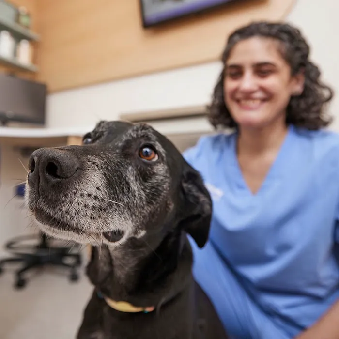 Chewy Vet Care Cinco Ranch 4