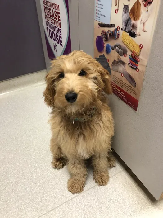 Critter Care Animal Hospital 7