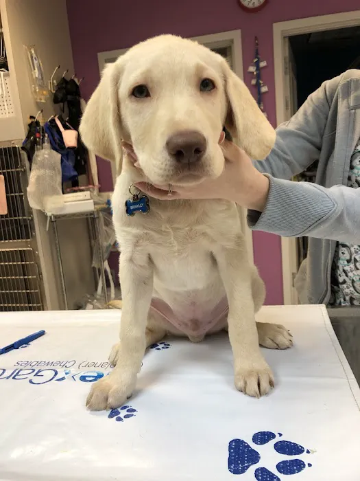 Critter Care Animal Hospital 6