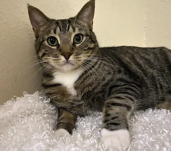 VCA Stafford Oaks Animal Hospital 6