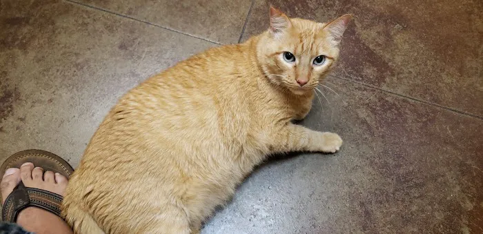 VCA Stafford Oaks Animal Hospital 1