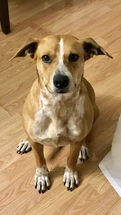 VCA Stafford Oaks Animal Hospital 8