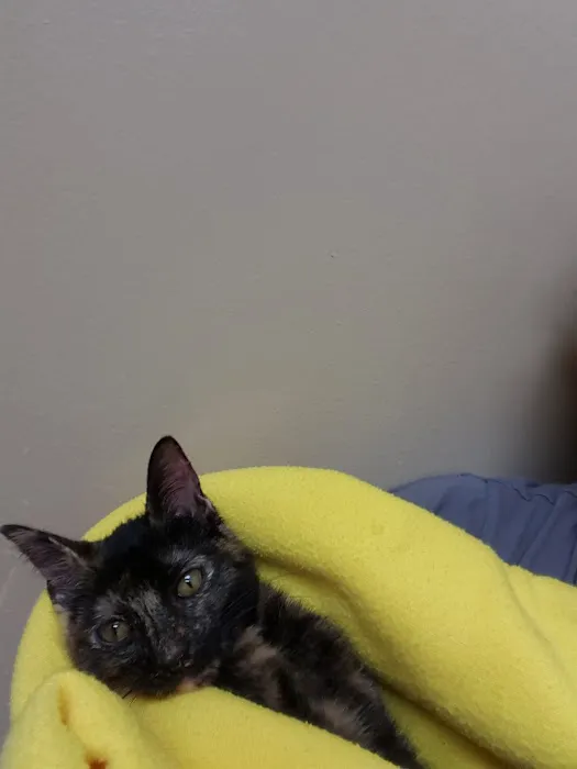 VCA Stafford Oaks Animal Hospital 7