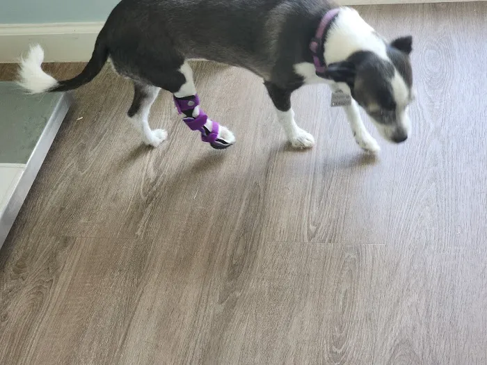 Pet Artificial Limbs & Supports 6