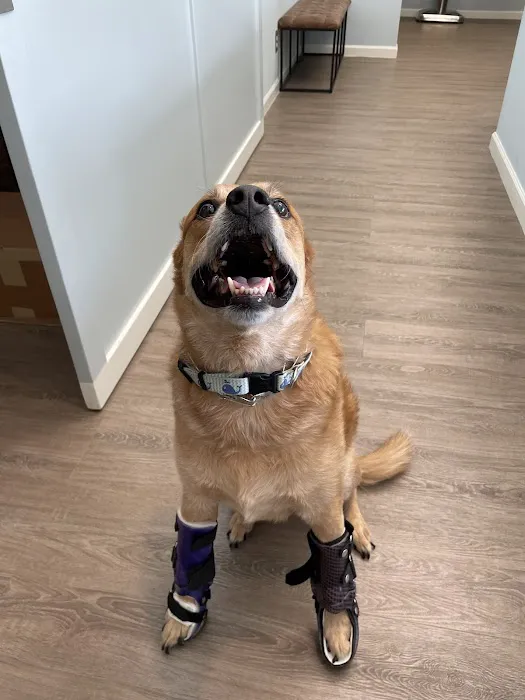 Pet Artificial Limbs & Supports 8