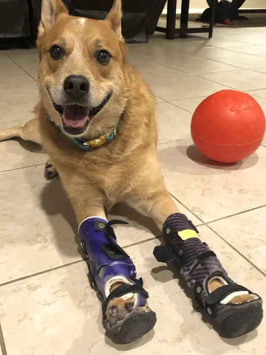 Pet Artificial Limbs & Supports 4