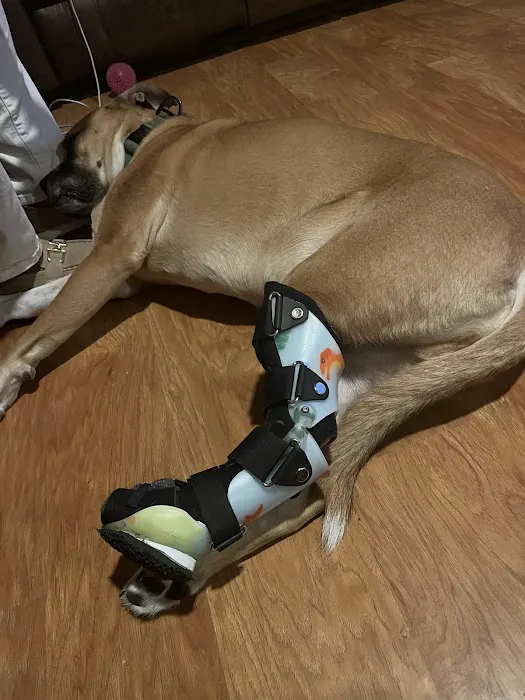 Pet Artificial Limbs & Supports 5