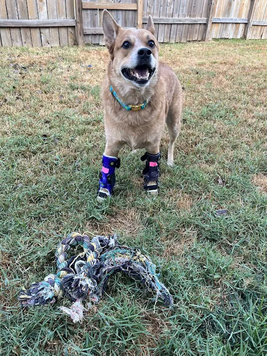 Pet Artificial Limbs & Supports 7