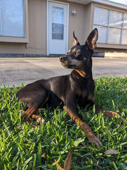 H-Town Veterinary Specialists (Stafford) 6