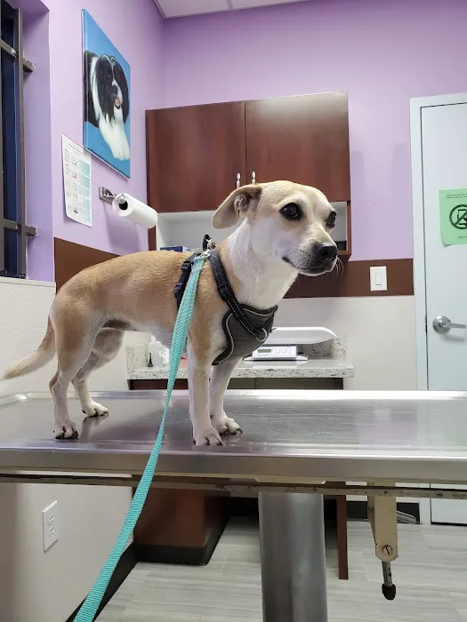 Economy Pet Clinic 1