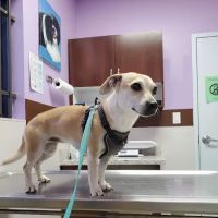 Economy Pet Clinic ico