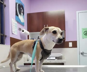 Economy Pet Clinic