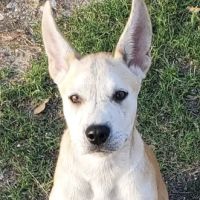 Stafford Veterinary Clinic ico