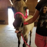 Gulf Coast Large Animal Clinic ico