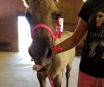 Gulf Coast Large Animal Clinic