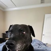 All Paws Veterinary Clinic ico
