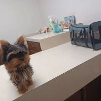 Sherwood Animal Clinic ico