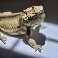 West End Animal Clinic ico