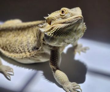 West End Animal Clinic