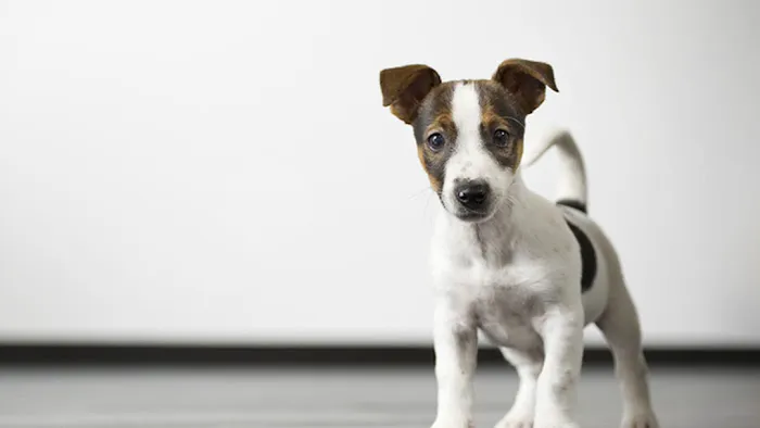 West End Animal Clinic 5