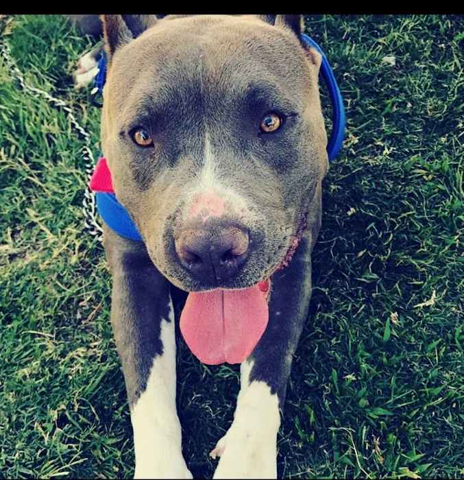 Beaumont West Animal Care 6