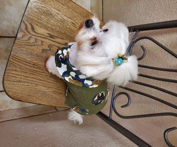 Beaumont West Animal Care