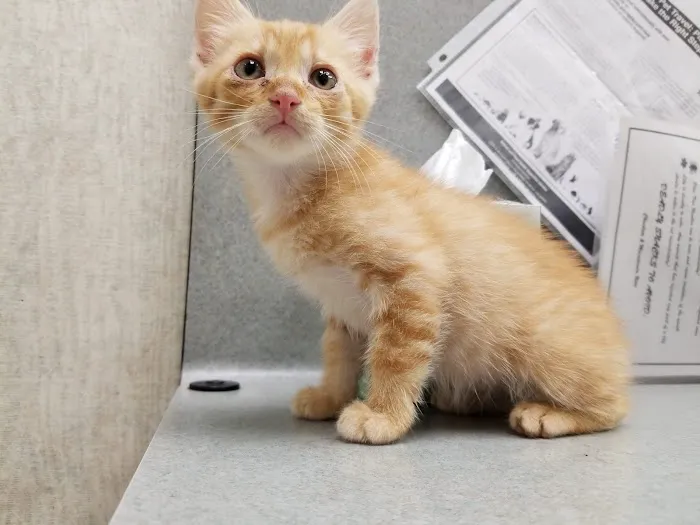Dowlen Road Veterinary Center 7