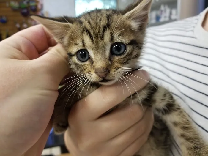 Dowlen Road Veterinary Center 8
