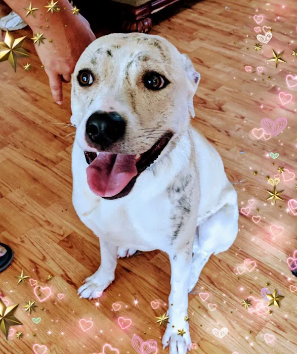Dowlen Road Veterinary Center: Custer Lamon DVM 1