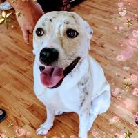 Dowlen Road Veterinary Center: Custer Lamon DVM ico