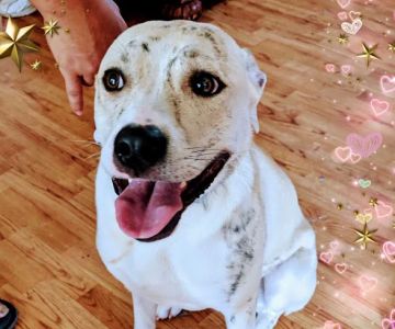 Dowlen Road Veterinary Center: Custer Lamon DVM