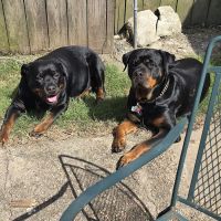 Spurlock Road Veterinary Clinic ico